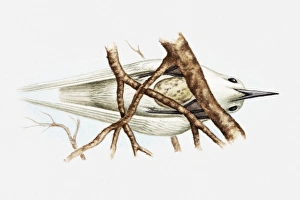 Illustration of Fairy tern (Sterna nereis) sitting on egg balanced on fork of branches, view from below Illustration of Fairy tern (Sterna nereis) sitting on egg balanced on fork of branches, view from below