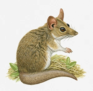 Illustration of Fat Tailed Dunnart (Sminthopsis crassicaudata) Illustration of Fat Tailed Dunnart (Sminthopsis crassicaudata)
