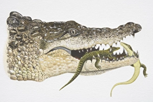 Illustration, female Crocodile (crocodlylidae) carrying baby Crocodiles in her jaw Illustration, female Crocodile (crocodlylidae) carrying baby Crocodiles in her jaw