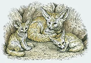 Illustration of female Fennec Fox (Vulpes zerda or Fennecus zerda) with two young Illustration of female Fennec Fox (Vulpes zerda or Fennecus zerda) with two young