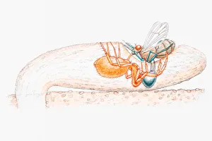 Illustration of a female purse-web spider (Atypidae) dragging an insect from trap into Illustration of a female purse-web spider (Atypidae) dragging an insect from trap into