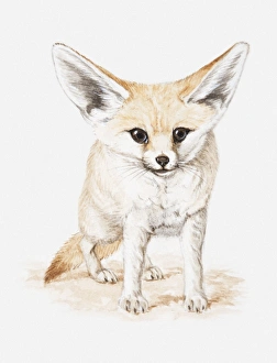 Illustration of a Fennec fox (Vulpes zerda), front view Illustration of a Fennec fox (Vulpes zerda), front view