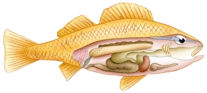 Illustration of fish with cross section showing intestine, swim bladder, heart, liver Illustration of fish with cross section showing intestine, swim bladder, heart, liver