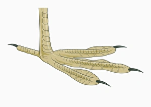 Illustration of four-toed Coot (Fulica) foot Illustration of four-toed Coot (Fulica) foot