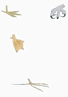 Illustration of Four-toed Coot, Osprey, Duck and Jacana feet Illustration of Four-toed Coot, Osprey, Duck and Jacana feet