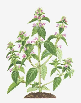 Illustration of Galeopsis tetrahit (Common Hemp-nettle), leaves and pink flowers Illustration of Galeopsis tetrahit (Common Hemp-nettle), leaves and pink flowers