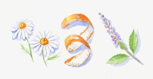 Illustration of German chamomile flowers, orange peel, and peppermint flowers and leaves on stem Illustration of German chamomile flowers, orange peel, and peppermint flowers and leaves on stem