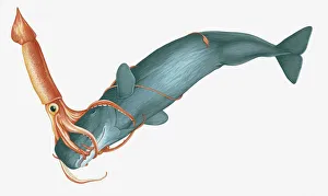 Collections/dorling kindersley prints/illustration giant squid architeuthis Collections/dorling kindersley prints/illustration giant squid architeuthis