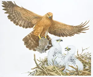 Illustration, Golden Eagle (Aquila chrysaetos) with Rabbit clutched in its talons gliding Illustration, Golden Eagle (Aquila chrysaetos) with Rabbit clutched in its talons gliding