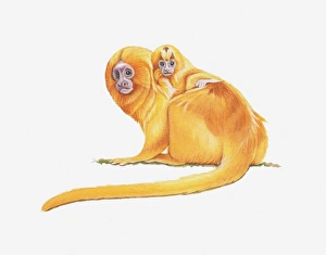 Illustration of Golden lion tamarin (Leontopithecus rosalia), baby monkey perching on adult monkeys back Illustration of Golden lion tamarin (Leontopithecus rosalia), baby monkey perching on adult monkeys back