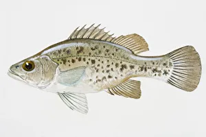 Illustration of Golden Perch (Macquaria ambigua), juvenile Australian freshwater fish Illustration of Golden Perch (Macquaria ambigua), juvenile Australian freshwater fish