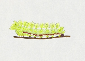 Illustration of green and red striped Io Moth (Automeris io) caterpillar on stem Illustration of green and red striped Io Moth (Automeris io) caterpillar on stem