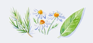 Illustration of green tea tree leaves on stem, German chamomile flowers, and green petitgrain leaf Illustration of green tea tree leaves on stem, German chamomile flowers, and green petitgrain leaf