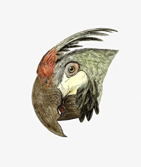 Illustration of Green-winged Macaw (Ara chloroptera), profile Illustration of Green-winged Macaw (Ara chloroptera), profile