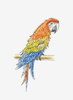 Illustration of Green-winged macaw (Ara chloropterus) Illustration of Green-winged macaw (Ara chloropterus)