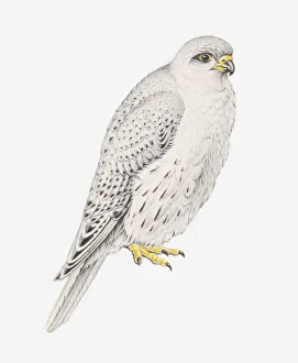 Illustration of Grey Falcon (Falco hypoleucos) Illustration of Grey Falcon (Falco hypoleucos)