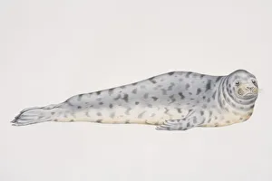 Illustration, Grey Seal (halichoerus grypus) lying on its front, side view Illustration, Grey Seal (halichoerus grypus) lying on its front, side view