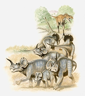 Illustration of a group of Centrosaurs running away from carnivorous Albertosaurus Illustration of a group of Centrosaurs running away from carnivorous Albertosaurus