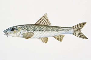 Illustration of Gudgeon (Gobio gobio), European freshwater fish Illustration of Gudgeon (Gobio gobio), European freshwater fish