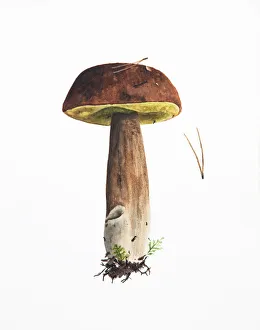 Illustration, hand drawn mashroom painted in watercolor Illustration, hand drawn mashroom painted in watercolor