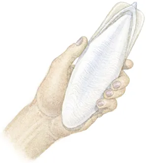 Illustration of hand holding Cuttlefish Bone (Sepiida), the white shell found inside cuttlefish Illustration of hand holding Cuttlefish Bone (Sepiida), the white shell found inside cuttlefish