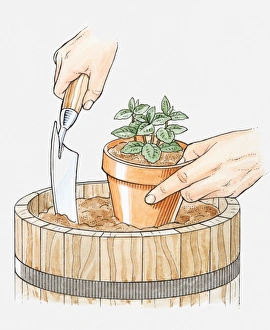 Illustration of hands planting mint in its pot in a larger container, to restrict root growth, using a trowel, close-up Illustration of hands planting mint in its pot in a larger container, to restrict root growth, using a trowel, close-up