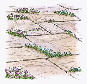 Illustration of hardy annuals growing between patio paving slabs to prevent weeds from growing Illustration of hardy annuals growing between patio paving slabs to prevent weeds from growing
