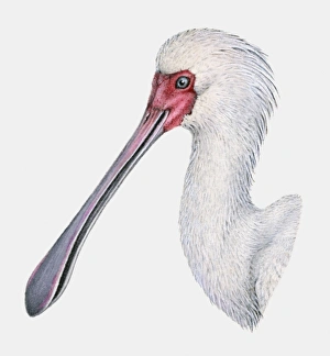Illustration of the head of an African spoonbill (Platalea alba) Illustration of the head of an African spoonbill (Platalea alba)