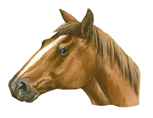 Illustration of head of modern Horse (Equus caballus), profile Illustration of head of modern Horse (Equus caballus), profile