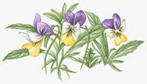 Illustration of Heartsease (Viola tricolor), a wild pansy with purple Illustration of Heartsease (Viola tricolor), a wild pansy with purple