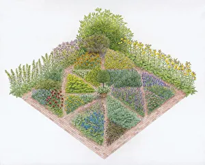 Illustration of herb beds in formal garden including Borage, Marjoram, Chives, Wormwood Illustration of herb beds in formal garden including Borage, Marjoram, Chives, Wormwood
