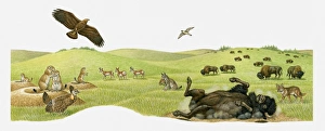 Illustration of herd of Bison feeding on praire, Bison rolling in dry earth, Vulture in flight Illustration of herd of Bison feeding on praire, Bison rolling in dry earth, Vulture in flight