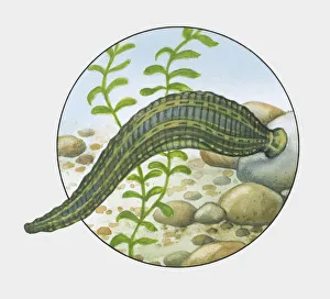 Illustration of Horse Leech (Haemopis sanguisuga) attached to rock Illustration of Horse Leech (Haemopis sanguisuga) attached to rock