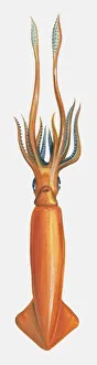 Illustration of Humboldt Squid (Dosidicus gigas) Illustration of Humboldt Squid (Dosidicus gigas)