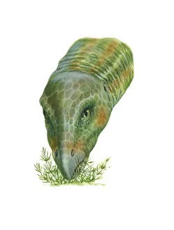 Illustration of Hypsilophodon dinosaur feeding on plants Illustration of Hypsilophodon dinosaur feeding on plants