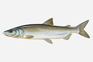 Illustration of Inconnu (Stenodus leucichthys) fish Illustration of Inconnu (Stenodus leucichthys) fish