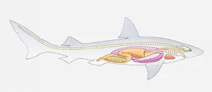 Illustration of the internal anatomy of a shark Illustration of the internal anatomy of a shark