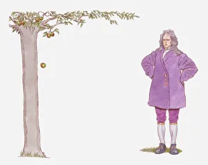 Illustration of Isaac Newton watching apple falling from tree Illustration of Isaac Newton watching apple falling from tree