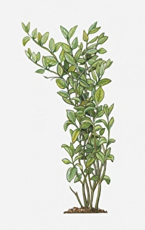 Illustration of Jasminum sambac (Arabian Jasmine), tall evergreen shrub with green leaves Illustration of Jasminum sambac (Arabian Jasmine), tall evergreen shrub with green leaves