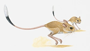Illustration of two Jerboa (Jaculus jaculus) hopping on dessert sand Illustration of two Jerboa (Jaculus jaculus) hopping on dessert sand