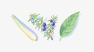 Illustration of Juniper berries and leaves on stem, green petitgrain leaf, and lemon balm stem Illustration of Juniper berries and leaves on stem, green petitgrain leaf, and lemon balm stem