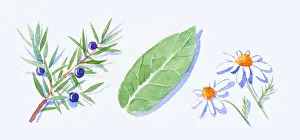 Illustration of Juniper leaves and juniper berries on stem, green eucalyptus leaf and German chamomile flowers Illustration of Juniper leaves and juniper berries on stem, green eucalyptus leaf and German chamomile flowers