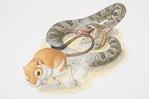 Illustration, Kangaroo Rat (Dipodomys sp.) speedily kicking dust in direction of attacking snake Illustration, Kangaroo Rat (Dipodomys sp.) speedily kicking dust in direction of attacking snake