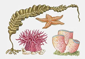 Illustration of kelp, starfish, sea anemone, and tube coral Illustration of kelp, starfish, sea anemone, and tube coral