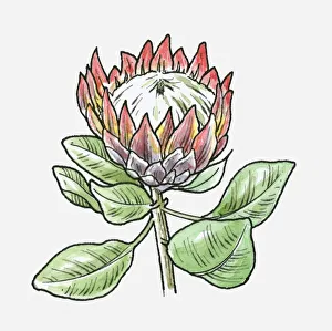 Illustration of King Protea (Protea cynaroides) with large flower head and green leaves Illustration of King Protea (Protea cynaroides) with large flower head and green leaves