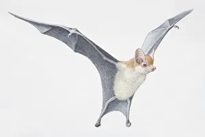 Collections/dorling kindersley prints/illustration kittis hog nosed bat Collections/dorling kindersley prints/illustration kittis hog nosed bat
