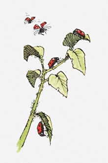 Illustration of Ladybirds (Coccinella septempunctata) crawling on stem and leaves of plant and in flight Illustration of Ladybirds (Coccinella septempunctata) crawling on stem and leaves of plant and in flight