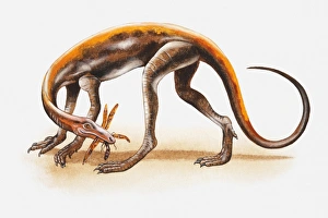 Illustration of a Lagosuchus with prey in its mouth, Triassic period Illustration of a Lagosuchus with prey in its mouth, Triassic period