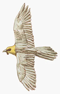 Illustration of Lammergeier or Bearded Vulture (Gypaetus barbatus) in flight Illustration of Lammergeier or Bearded Vulture (Gypaetus barbatus) in flight