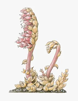 Illustration of Lathraea squamaria (Toothwort), parasitic with short flower-bearing Illustration of Lathraea squamaria (Toothwort), parasitic with short flower-bearing